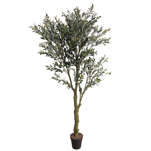 Product image 1 of Olivo 240cm