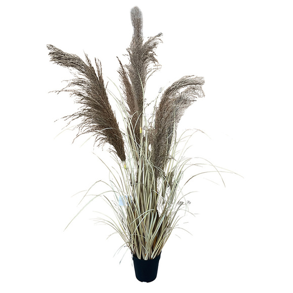 Image of Onion Grass Natural Pampas 120cm