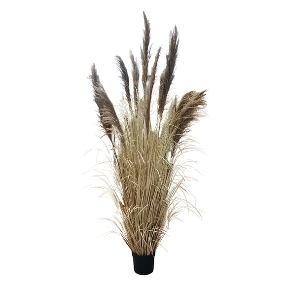 Image of Onion Grass Natural Pampas 210cm